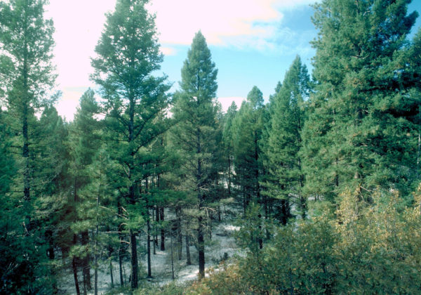 建筑公司可以表明对可持续发展的承诺